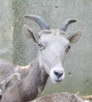 私は誰でしょう?④