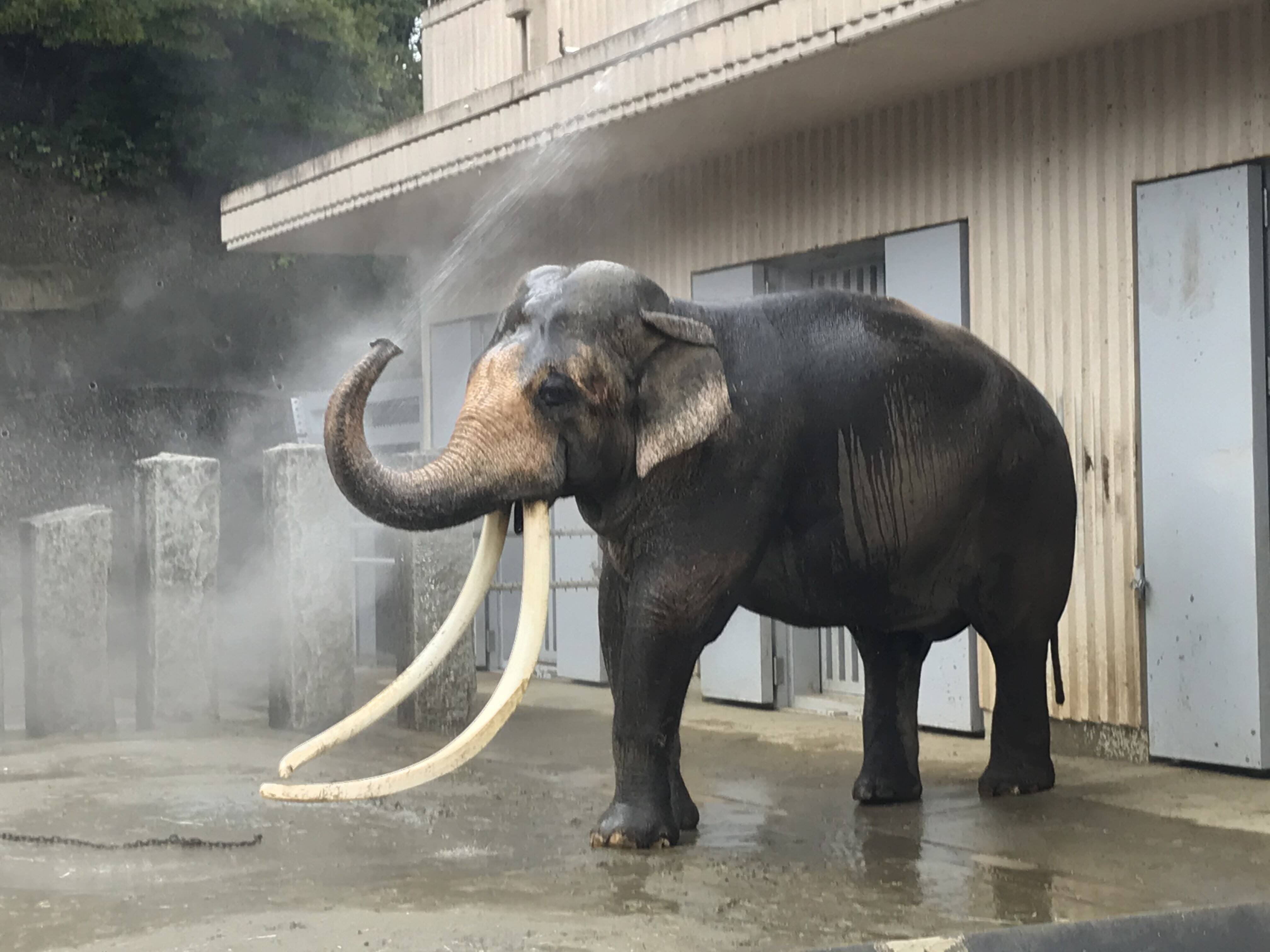 ゾウの寒さ対策の写真