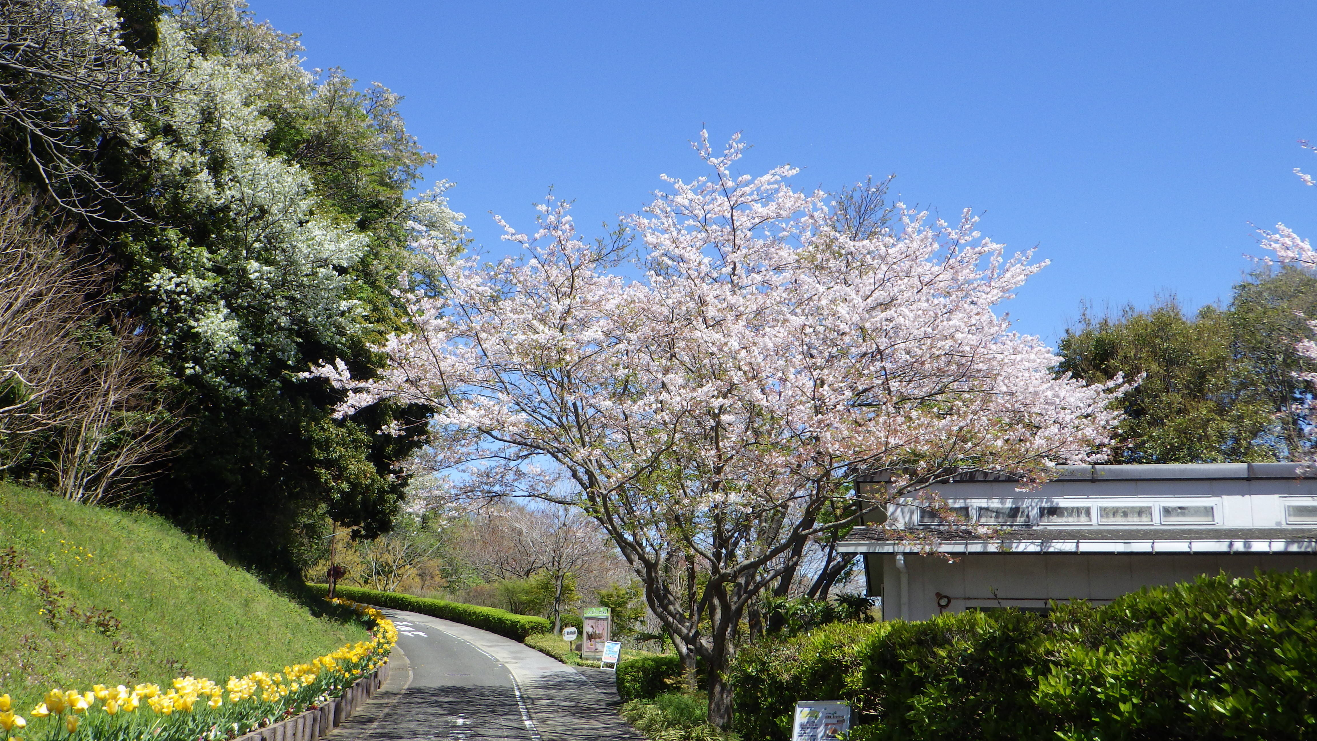 【予告】桜の開花状況をお知らせします。の写真