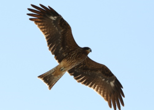 ゾウ担当の鳥ブログ①～ものさし鳥～