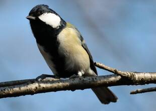 ゾウ担当の鳥ブログ②～身近な鳥たち～