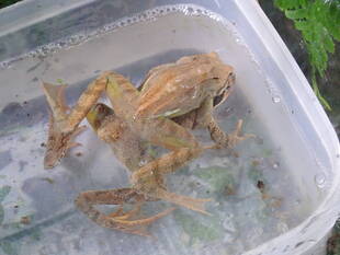 いきもの館で飼育しているヤマアカガエル、産卵の兆候あり