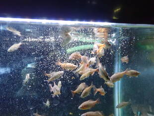 いきもの館の希少魚類、繁殖前の特別な餌