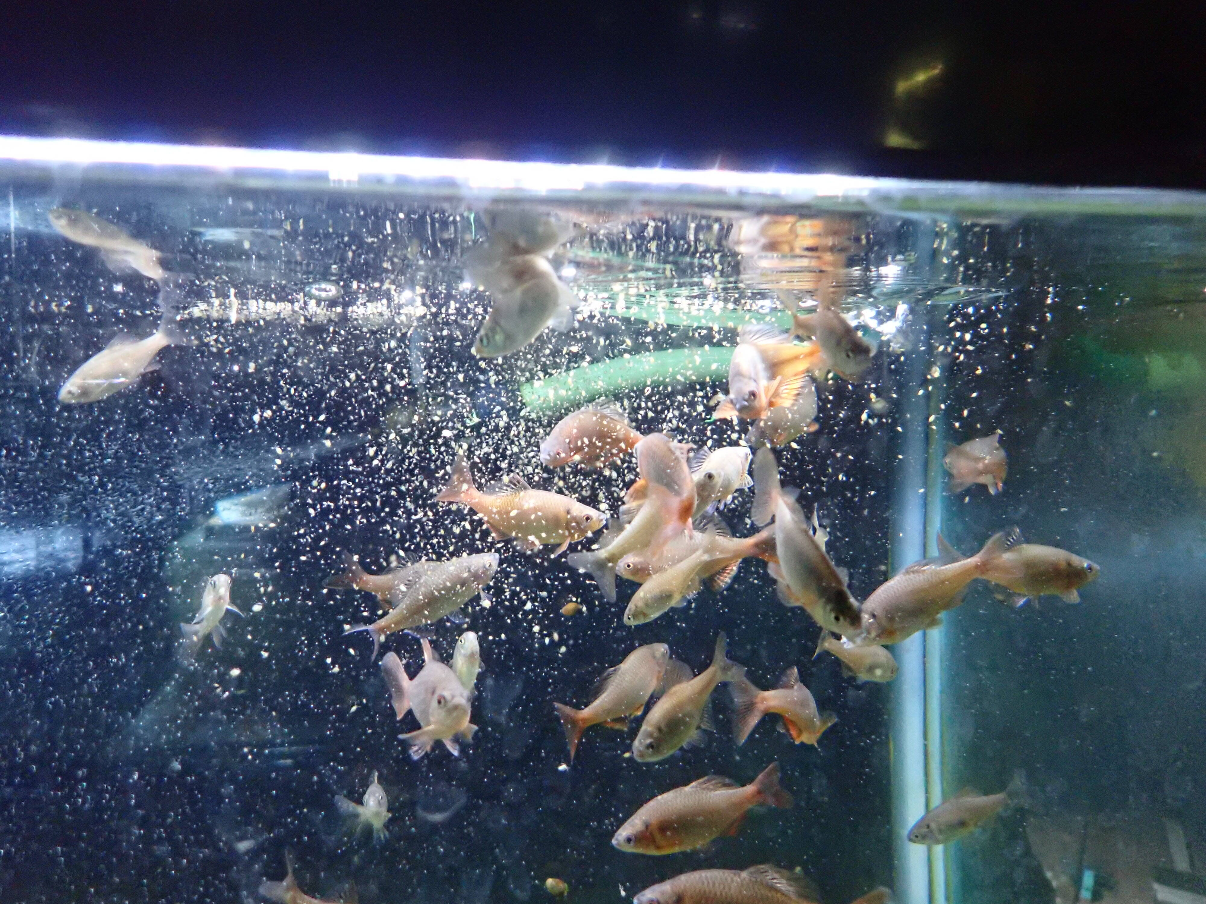 いきもの館の希少魚類、繁殖前の特別な餌の写真
