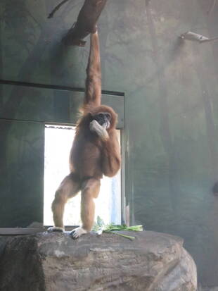 テナガザルの「のれん」完成しました