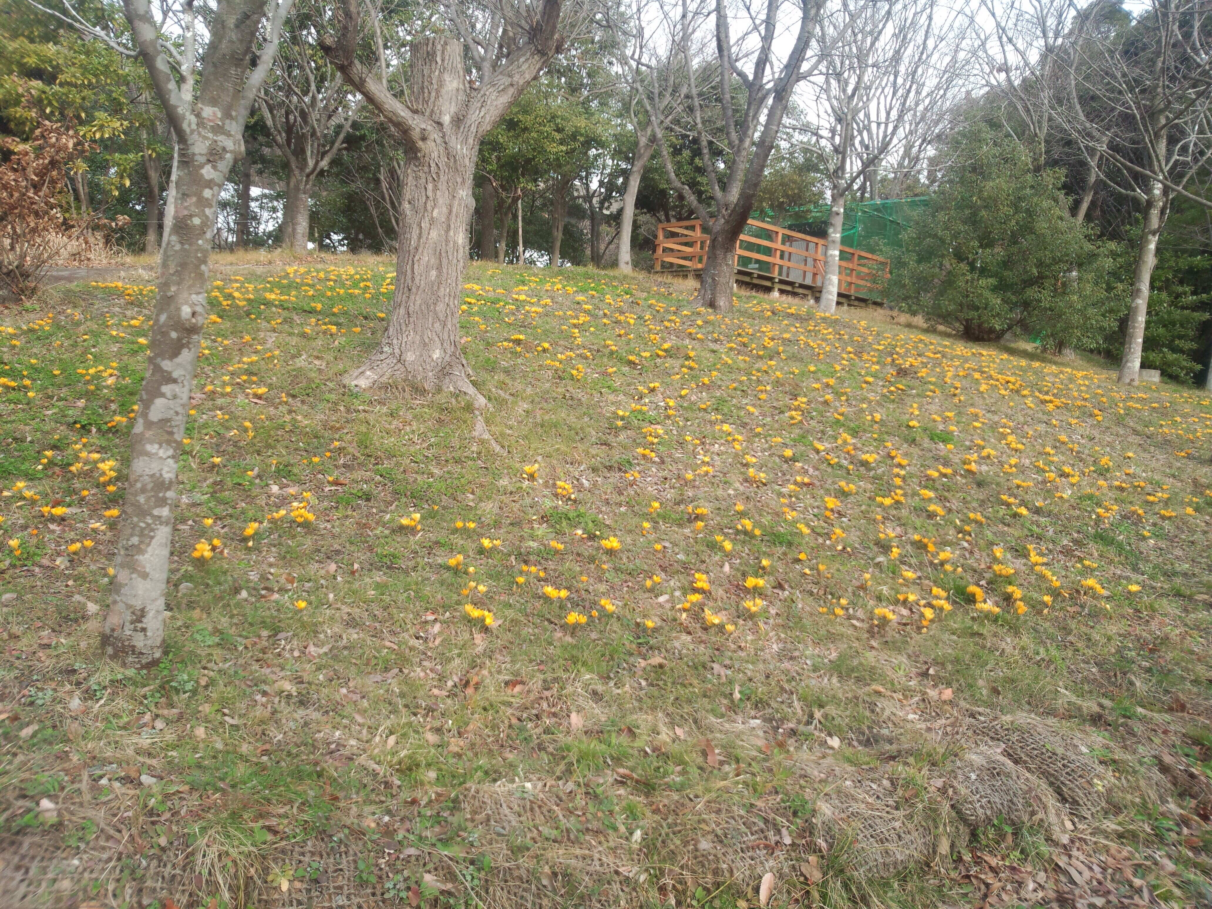 間に合うか?!クロッカス満開の写真