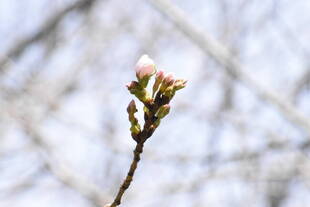 3月13日のソメイヨシノ開花状況