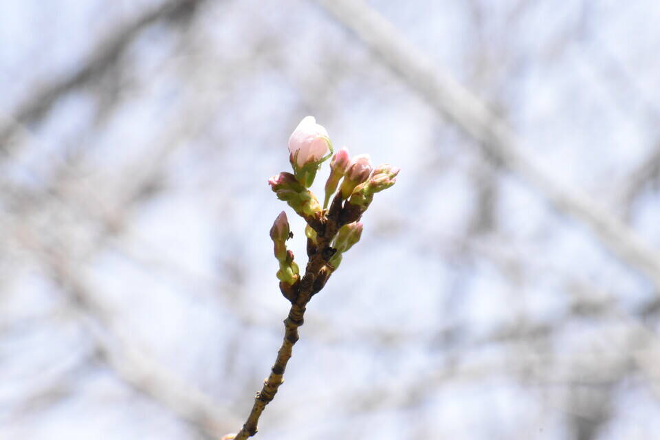 3月13日のソメイヨシノ開花状況の写真