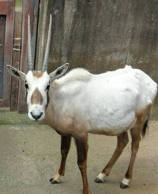 あなたの推し角はどれ？