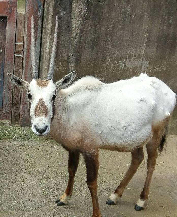 あなたの推し角はどれ?の写真