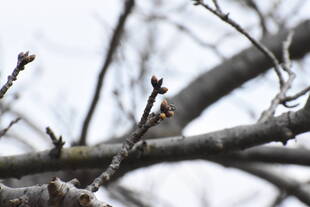 3月7日のソメイヨシノ開花状況