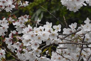 3月28日のソメイヨシノ開花状況