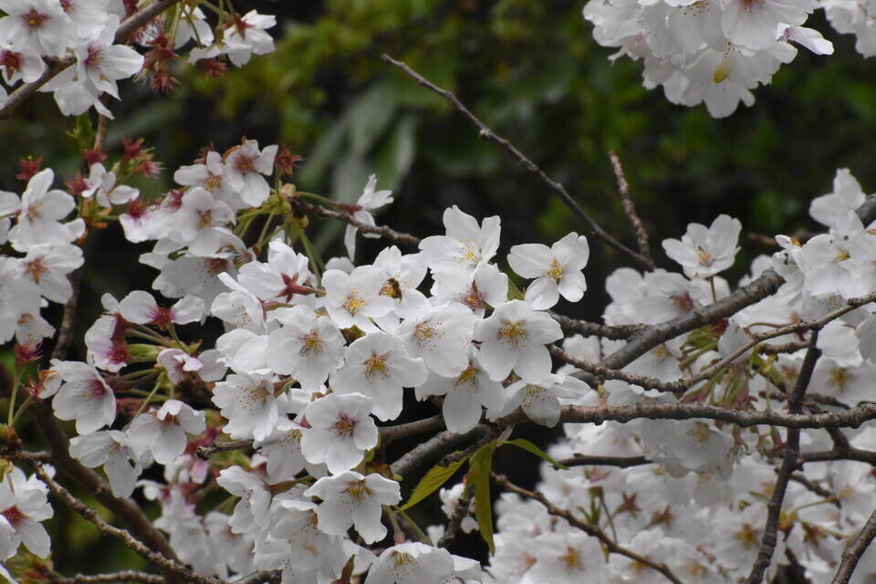 3月28日のソメイヨシノ開花状況の写真