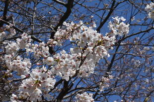 3月25日のソメイヨシノ開花状況