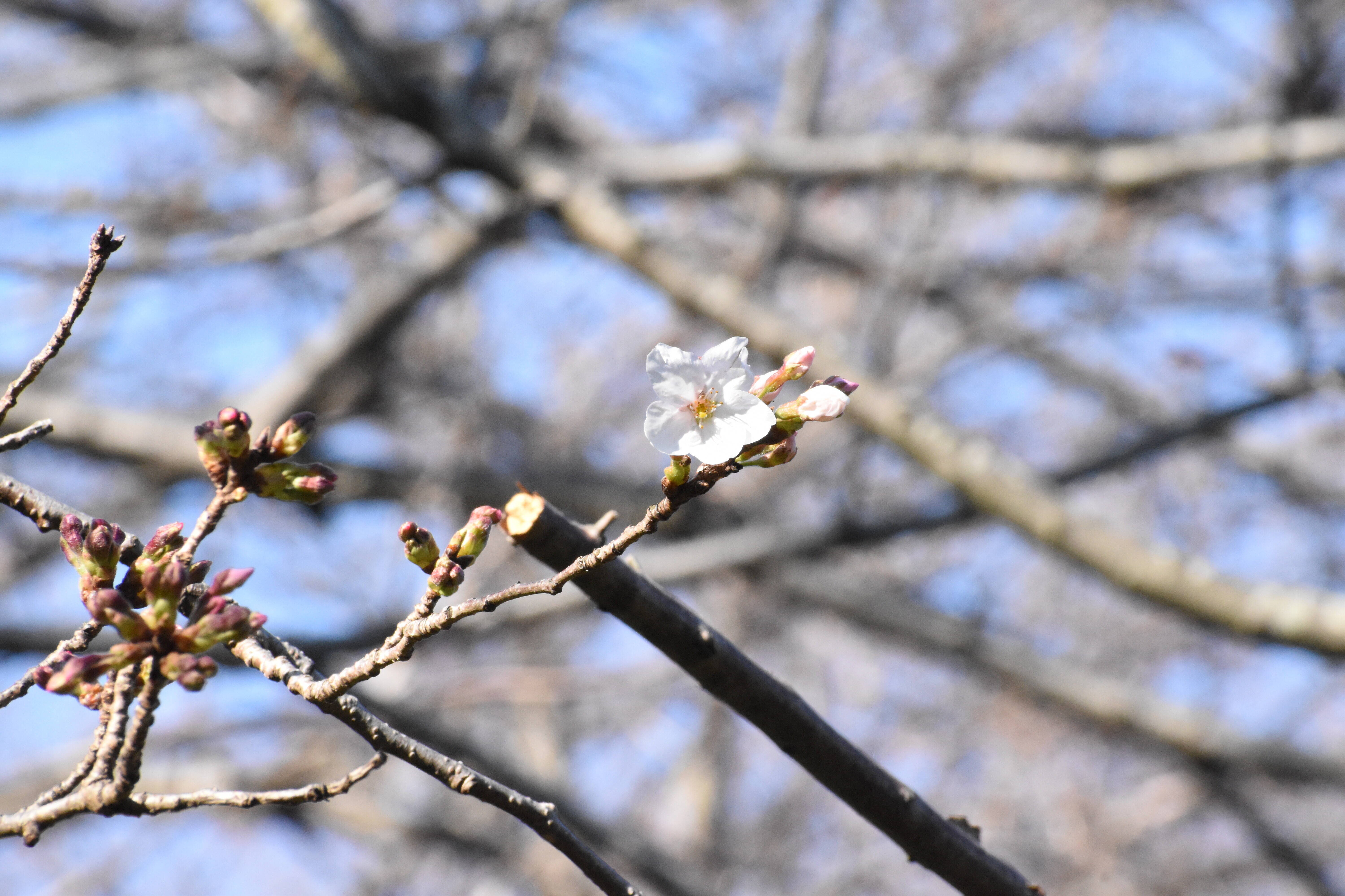 3月18日のソメイヨシノ開花状況の写真