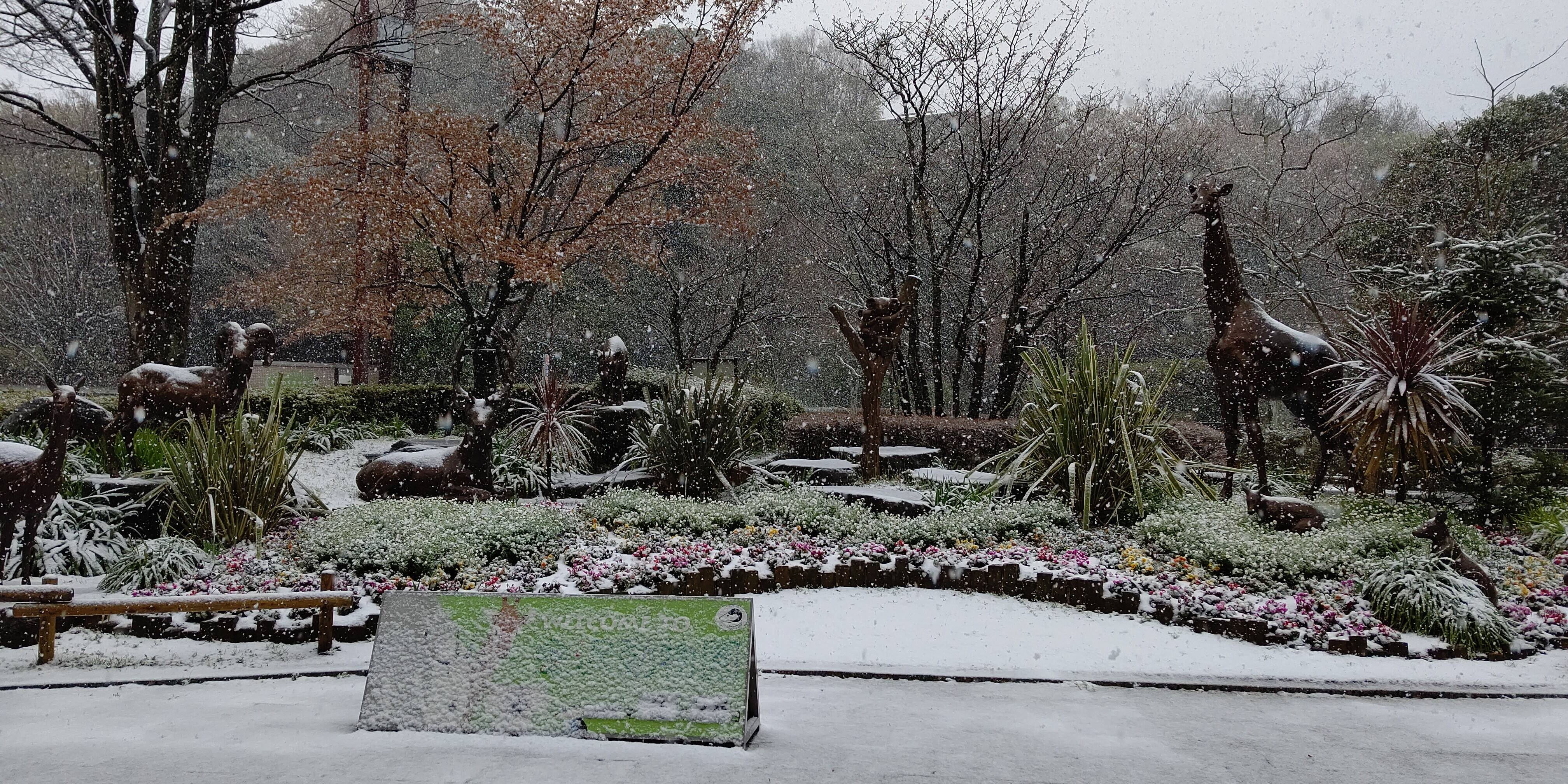 3月29日 雪と桜の写真