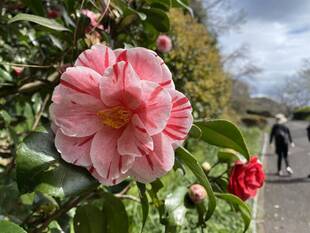 春がやってきた♪