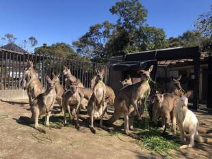 休園中のカンガルーたち