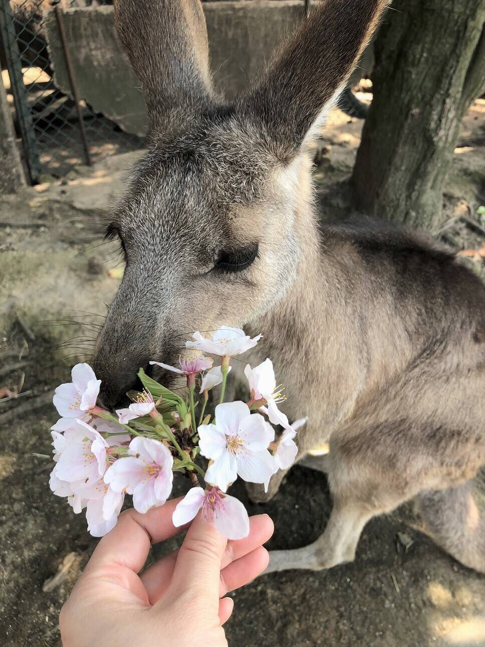 サクラとカンガルーの写真