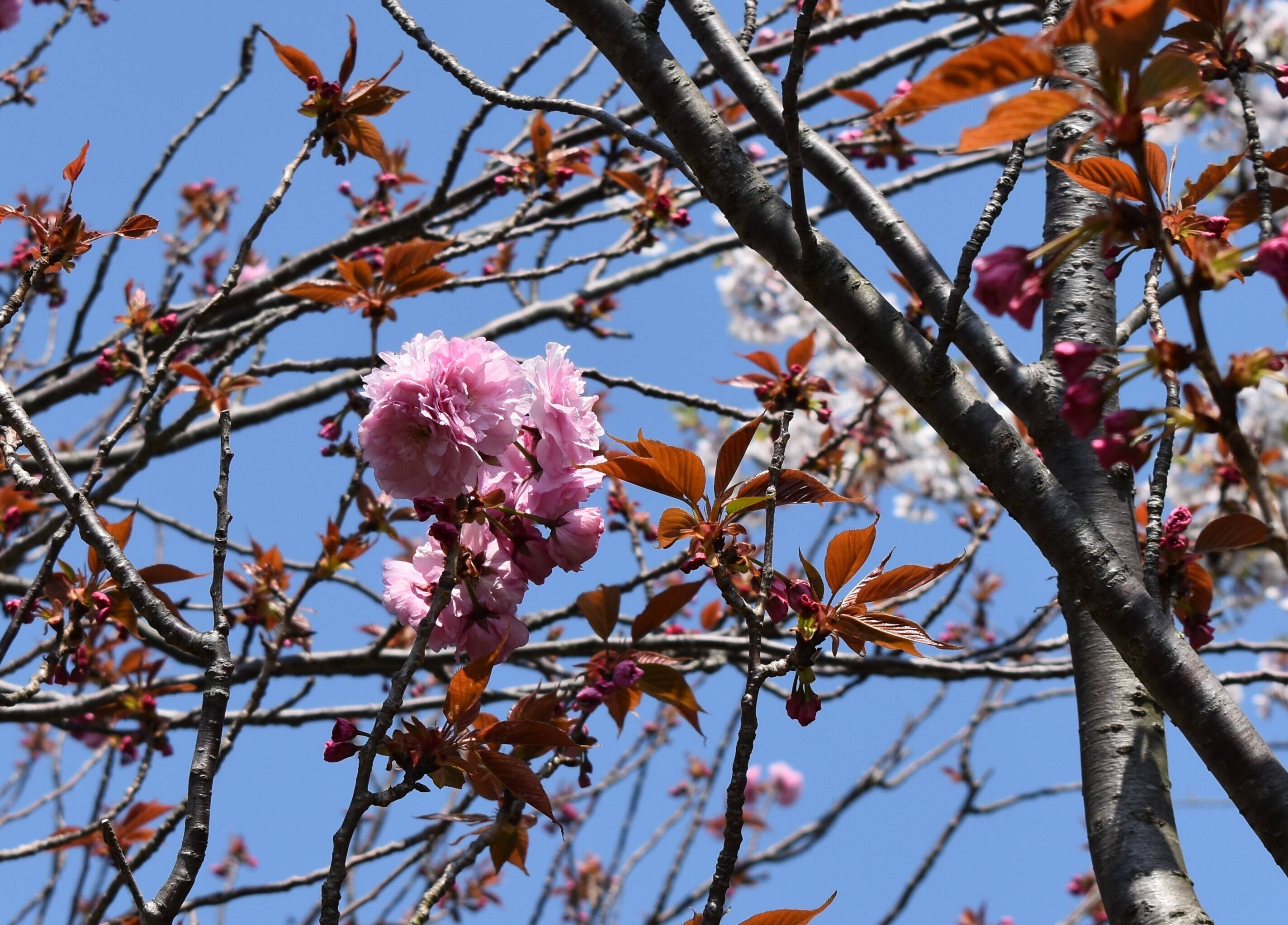 4月10日のソメイヨシノ開花状況の写真