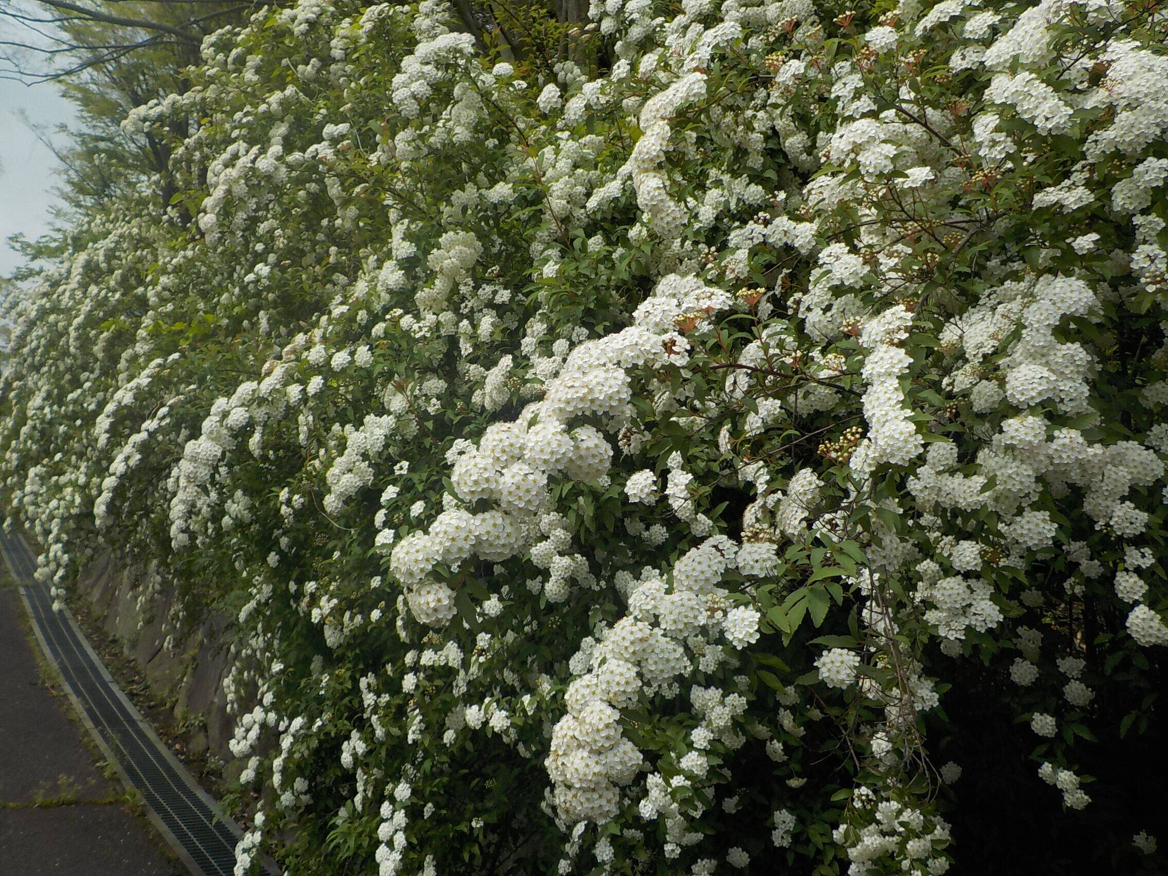 見ごろの花木の写真