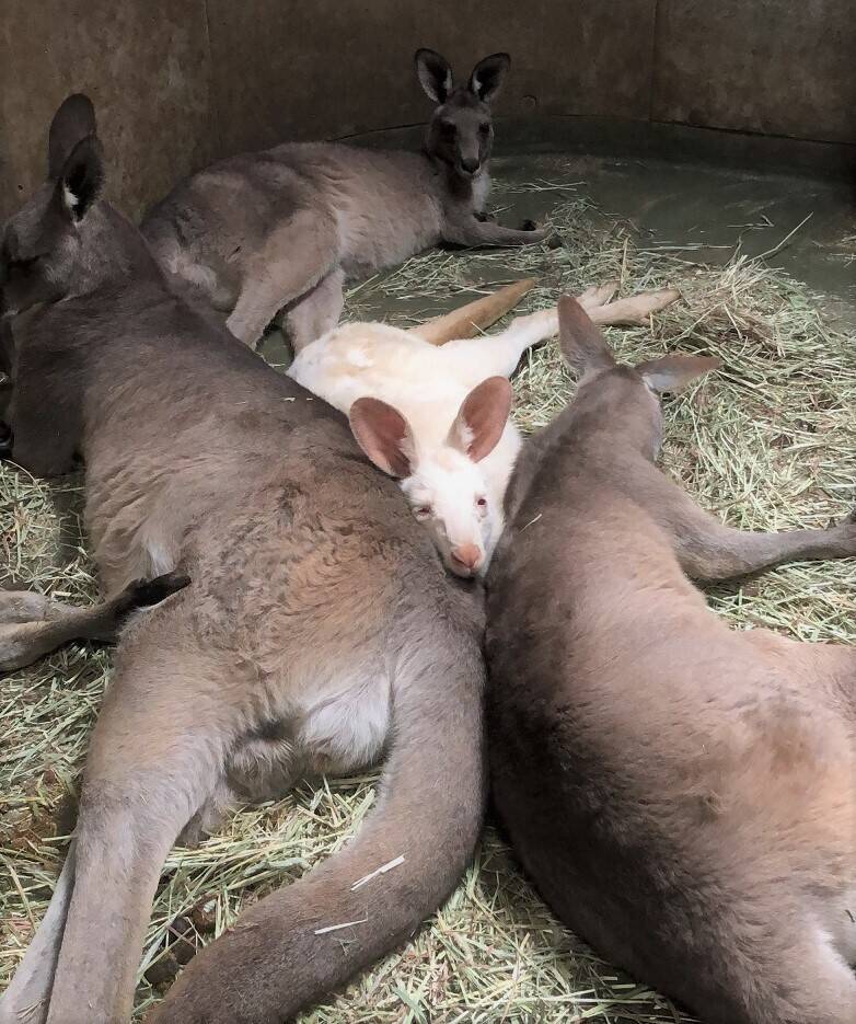 おやつタイムと寝室の写真