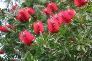 今年も咲きました。