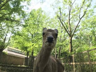 天然のグリーンバック！！