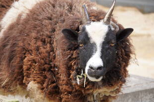 休園中の毛刈り