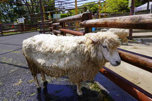 休園中の毛刈り（準備）