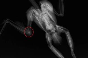 オオタカの肘関節脱臼