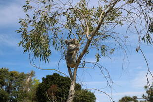 外出自粛中ですが・・・