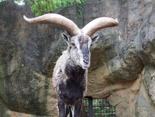 ハッピー　ハッサクDAY