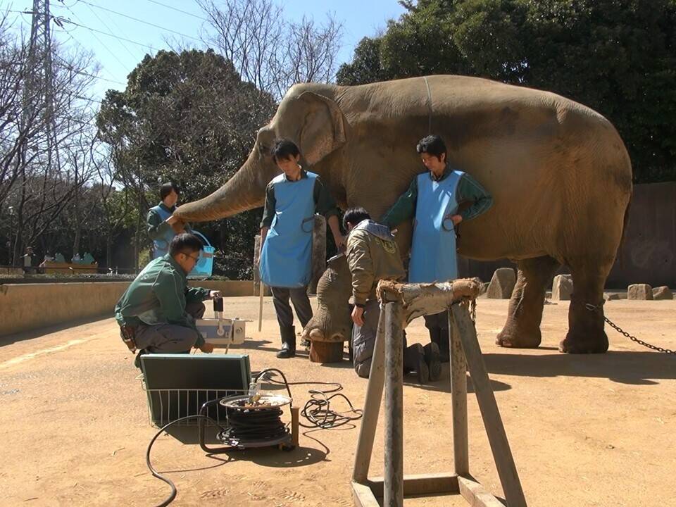 ゾウの気持ちの写真