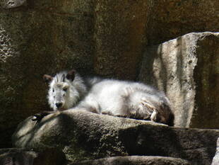 カモシカが見る景色