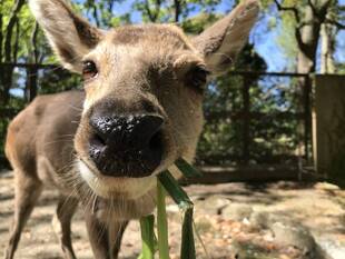 新人飼育員です！