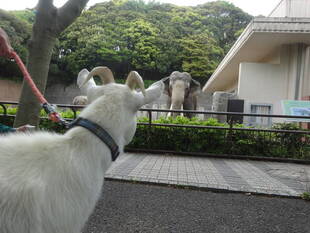ヤギ散歩～ゾウとの出会い～