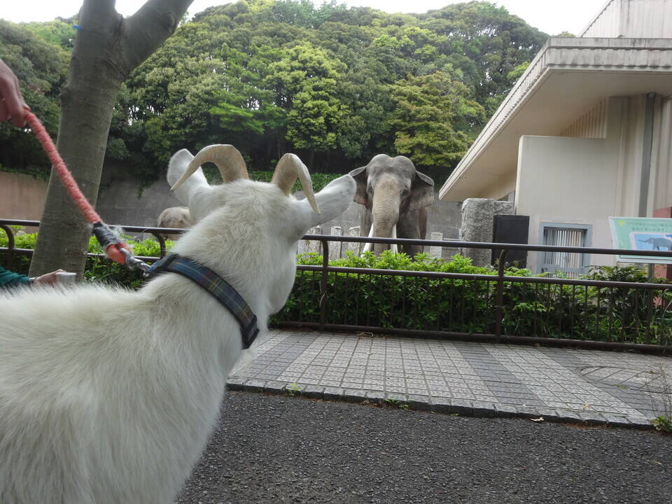 ヤギ散歩~ゾウとの出会い~の写真