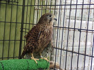 病院のチョウゲンボウが産卵しました