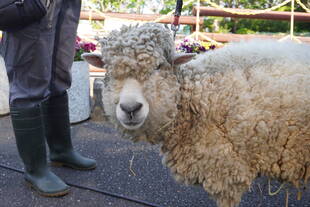 休園中の毛刈り（実施）