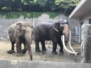 ゾウ達の近況