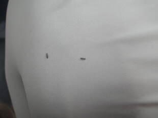 治療のお邪魔虫