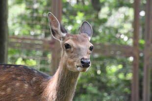 アズキ誕生日おめでとう