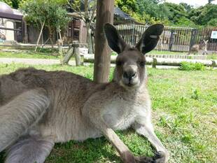 一緒にカンガルーの名前を覚えよう！！ ～①キノコ編～