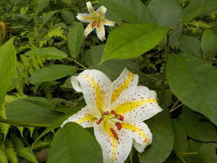 ヤマユリが開花しました