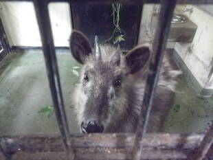 カモシカディスタンス