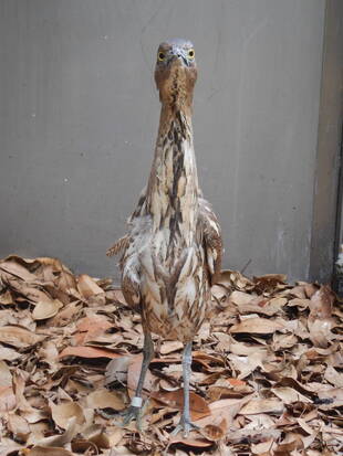 ミゾゴイの骨折