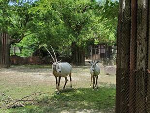 ナキのひとり立ち？