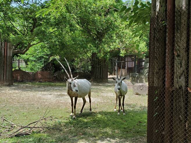 ナキのひとり立ち こぼれ話 金沢動物園公式サイト 公益財団法人 横浜市緑の協会 ナキのひとり立ち こぼれ話 金沢動物園公式サイト 公益財団法人 横浜市緑の協会