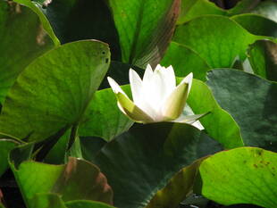 再開（再会？）